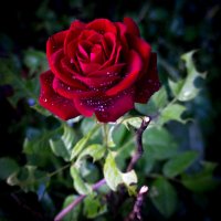 красная роза :: Сергей 