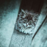 Бездомный котенок :: Стейси Мун