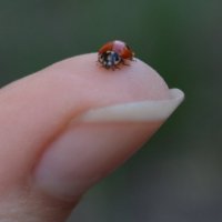 ladybug :: Ангеліна Angel