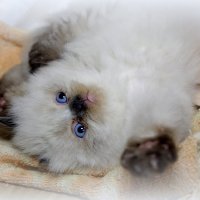 Котёнок. 1 месяц. :: Алексей Климов