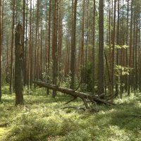 лес...полон чудес... :: Михаил Жуковский