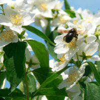 Кавказская пчела и сладкий жасмин!... :: Леонид Нестерюк