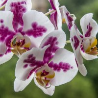 Орхидея :: Elena Ignatova