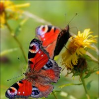 Бабочки :: Андрей Медведев