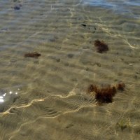 море, медузы :: Светлана 