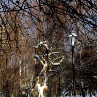 Зима в парке :: Татьяна Богачева