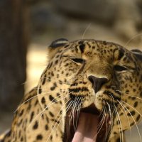 Леопард :: Светлана Винокурова
