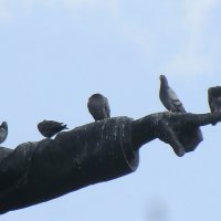 Памятник и голуби... :: Владимир Павлов