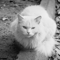 White cat :: Mara Vlasova