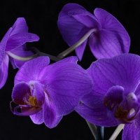 Ночная орхидея :: Ирина Варская