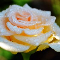 Роза в утренней росе :: Nina Streapan