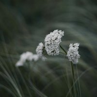 Grass :: Артем Тыдыяков