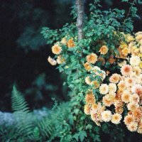 цветы :: Юлия 