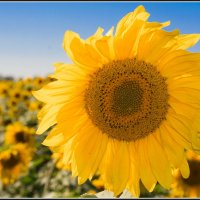 Кусок солнца в отдельно взятом цветке | Алтай :: Алексей Лукьянченко