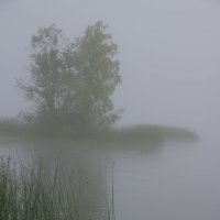 первый туман :: liudmila drake