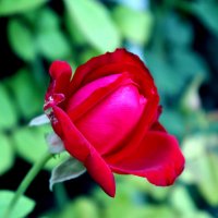 trandafir de la moldova  (Moldavian rose) :: Igor Moga