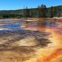 Yellowstone :: Виктор 