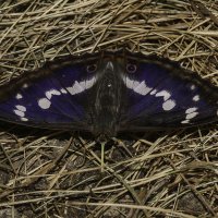 Переливница ивовая. Apatura iris (самец) :: Александр Аксёнов