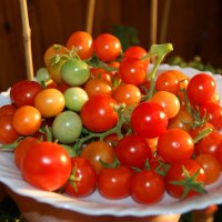 Маленький урожай маленьких помидоров :) :: nika555nika Ирина