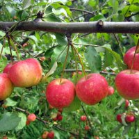 Созрели яблочки в саду у Милы ! :: Мила Бовкун