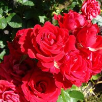 Плетистая роза :: laana laadas