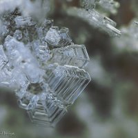 кристаллик льда :: Viktoriya 