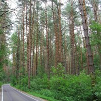 Дорога в сосновом бору. :: Борис Митрохин