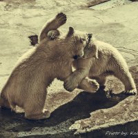 Медвежата "борьба" ) :: KS Photo