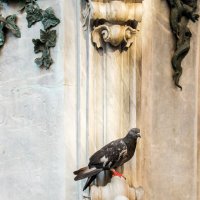 Венецианский голубь. :: Дмитрий Климов