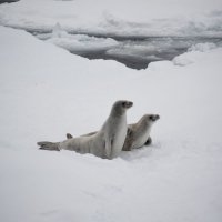Тюлени-крабоеды :: Alexey alexeyseafarer@gmail.com