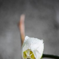 Белая орхидея :: Ольга Демура