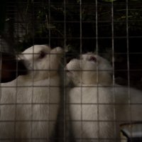 Кролики :: Александра Гладышева