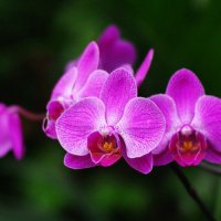 Орхидеи :: Marika Hexe 