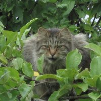 Сторожевой кот, сторожит яблоню от птиц. :: Sergey Serebrykov
