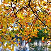 Осенний шорох листьев. :: Милана Гресь