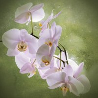 Орхидея с дождем :: Ирина Приходько