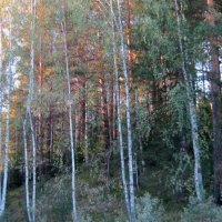 Первые осенние лучи заката. :: Любовь Иванова