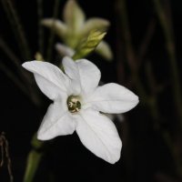 Белый цветок :: Ольга Евдокимова