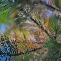 Colourfull branches of fir-tree :: Svetlana 