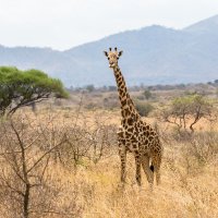 Национальный парк Мкомази (Танзания, сентябрь 2015) :: Сергей Андрейчук