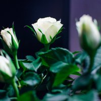 59 (Белые розы) :: Mirriliem Ulianova