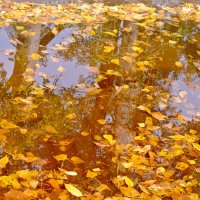 Осенью и лужа бывает красива! :: Ольга Логачева