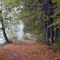 Осенний лес в утреннем тумане :: Борис Русаков
