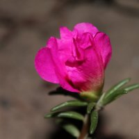 Розовый цветок :: Ольга Евдокимова