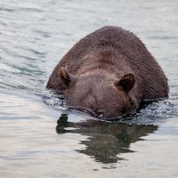 Все под контролем - и рыбы, и люди))) :: Валентина Кобзева