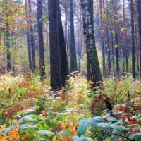Вот и осень пришла в лес :: Мила Бовкун