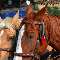 «Уставшие кони» :: Aleks Nikon.ua