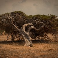 The Lonely Tree :: Анна Мельникова