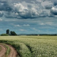 Полевая дорога :: Виктор Четошников