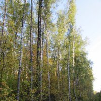 Осенний лес. :: Валюша Черкасова
